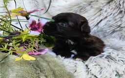 Shihpoo dogs for sale: Buttons - Image 6