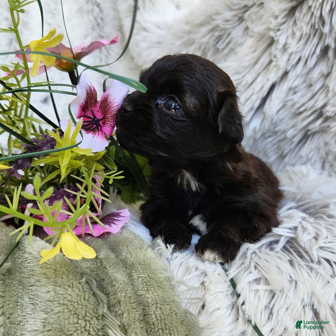 Shihpoo dogs for sale: Buttons - Image 6