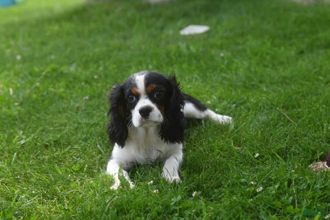 Cavalier King Charles Spaniel dogs for sale: Eros - Image 2