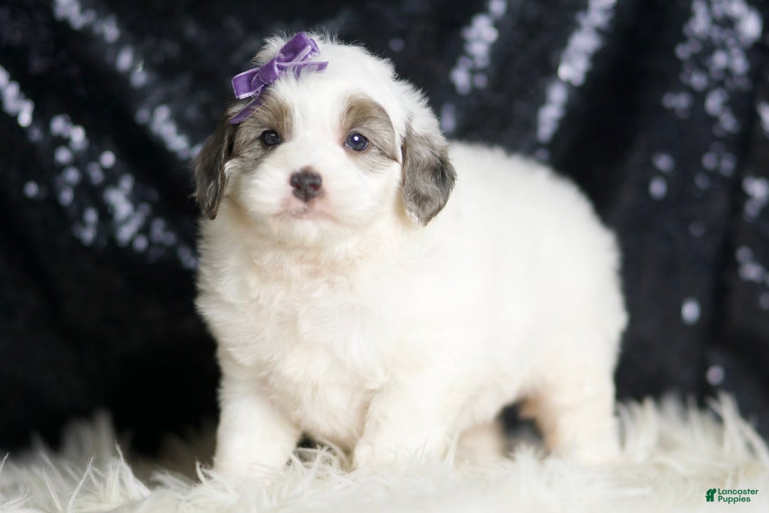 Mini Goldendoodle dogs for sale: Hannah - Image 7