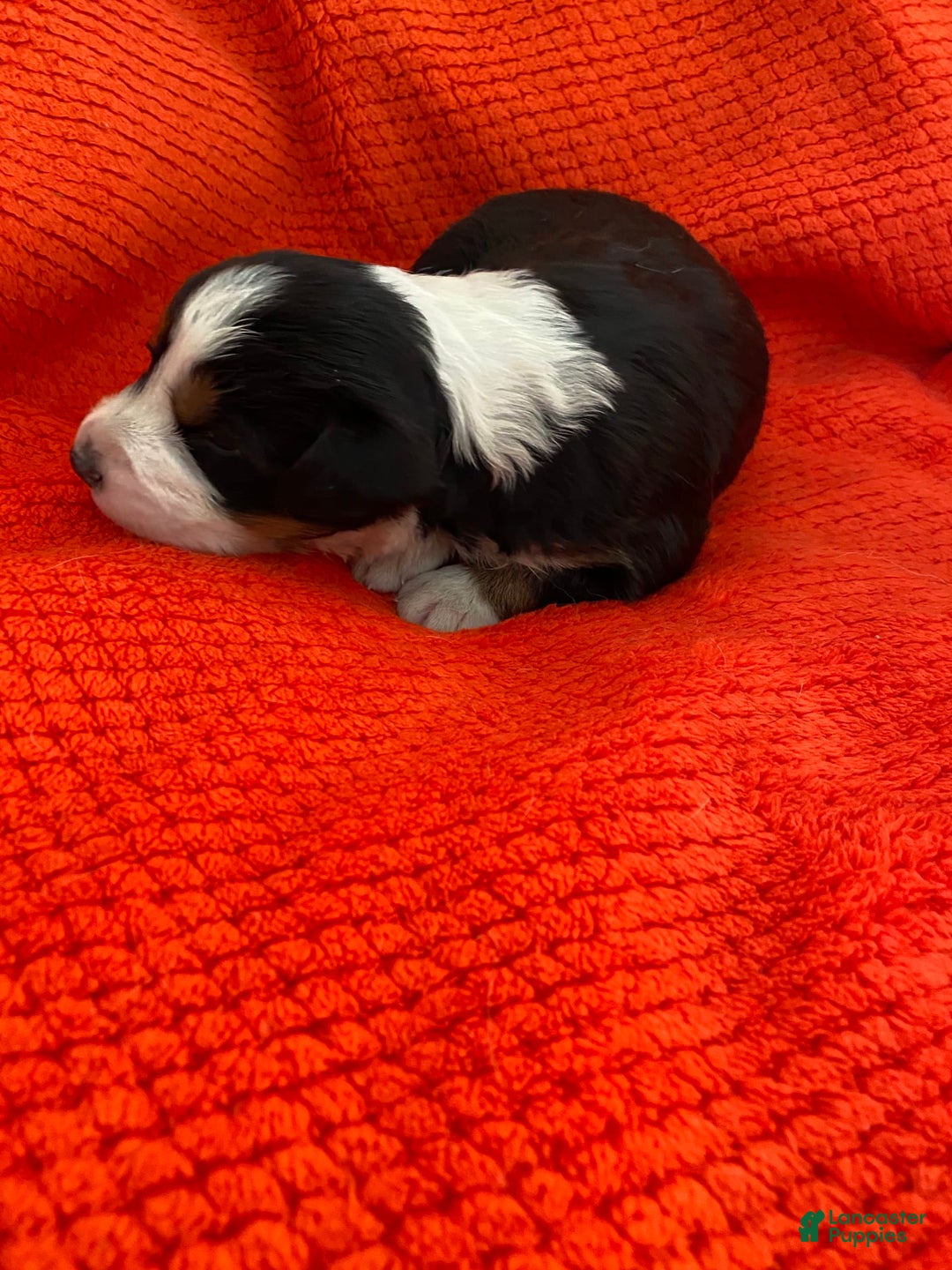 Australian Shepherd dogs for sale: Annie Oakley - Image 3