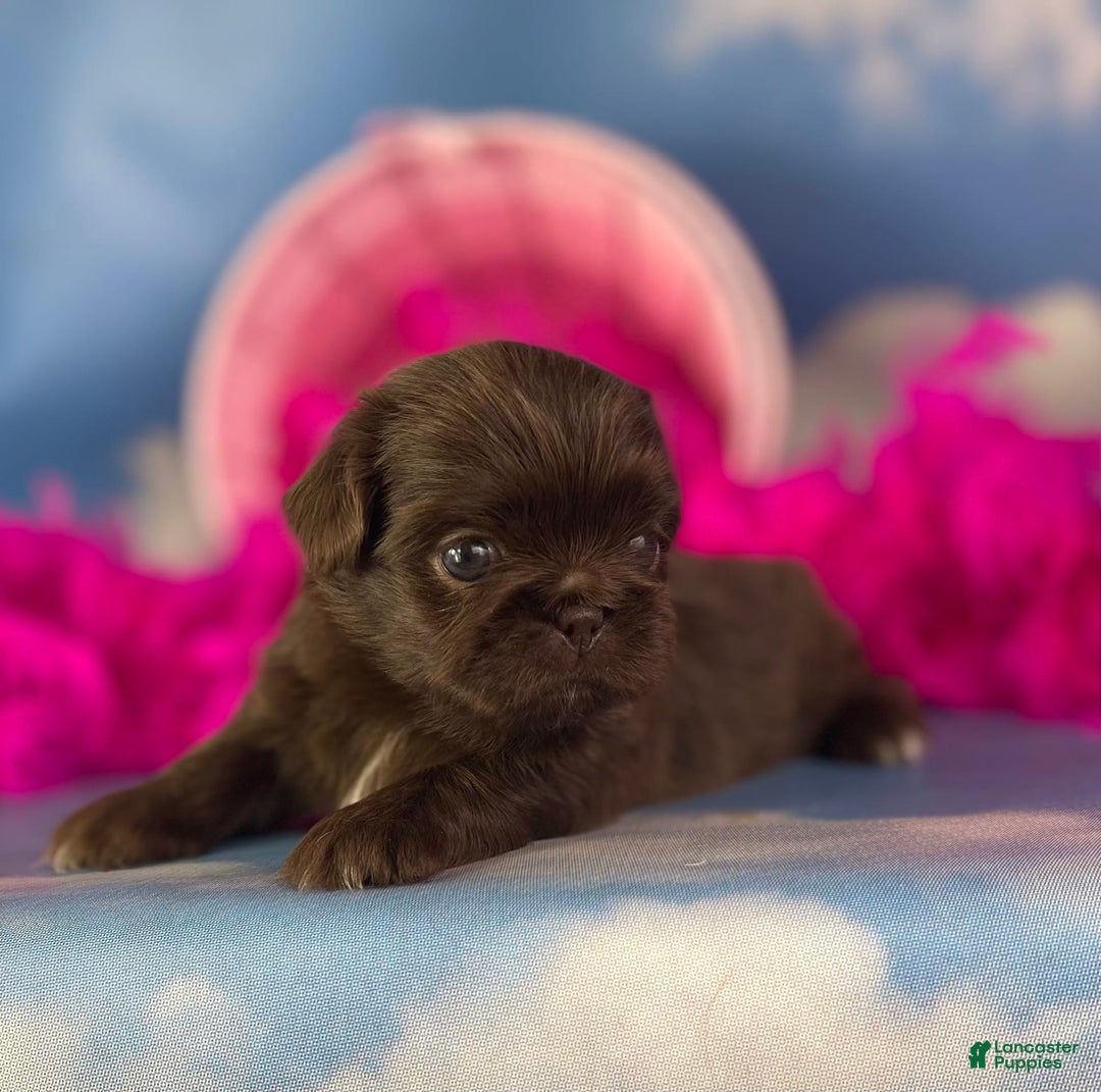 Pekingese dogs for sale: Akc Chocolate Mocha Dna Ofa - Image 8