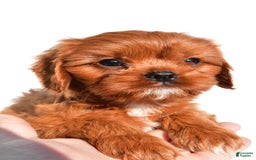 Cavapoo dogs for sale: Charlie - Image 7