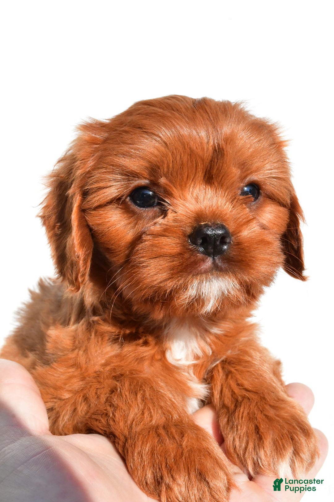 Cavapoo dogs for sale: Charlie - Image 7