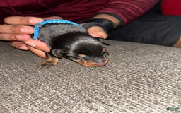 Doberman Pinscher dogs for sale: Blue Collar - Image 6