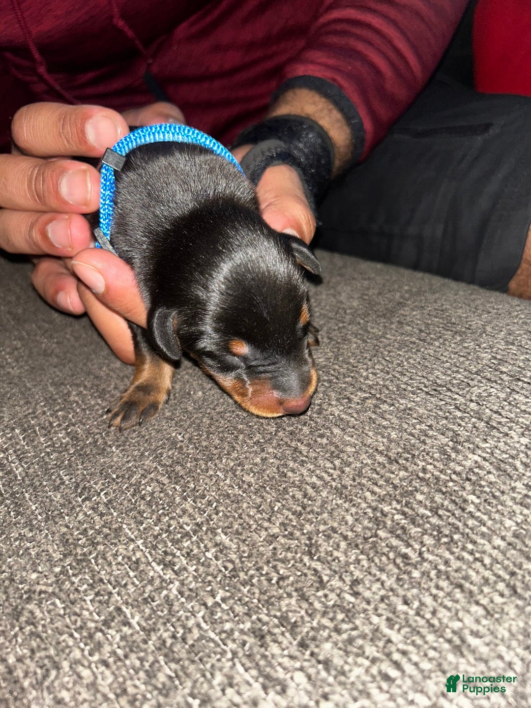 Doberman Pinscher dogs for sale: Blue Collar - Image 6