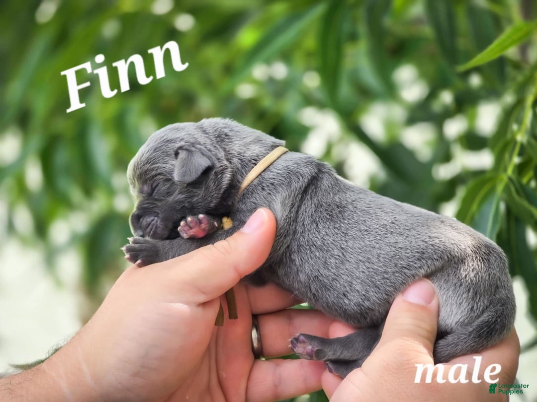 Great Dane dogs for sale: Finn - Image 1