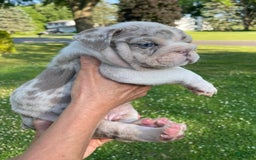 English Bulldog dogs for sale: Iceman - Image 9