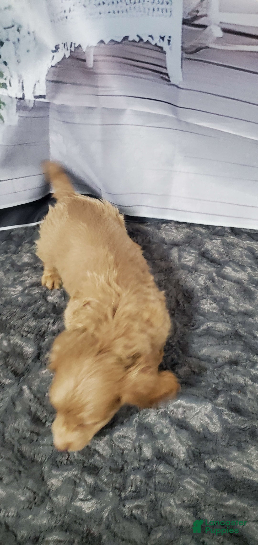 Miniature Dachshund dogs for sale: Pierce - Image 6