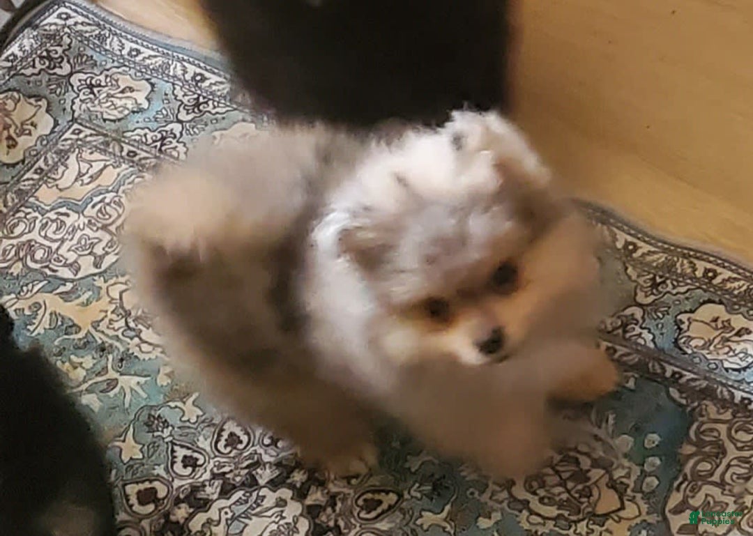 Pomeranian dogs for sale: Buzz - Image 18