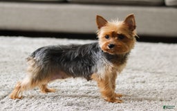 Yorkshire Terrier dogs for sale: Moses - Image 9