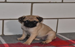 Pug dogs for sale: Chloe - Image 3