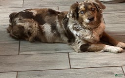 Australian Shepherd dogs for sale: Kenny - Image 4