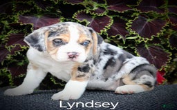 Beabull dogs for sale: Lyndsey - Image 1