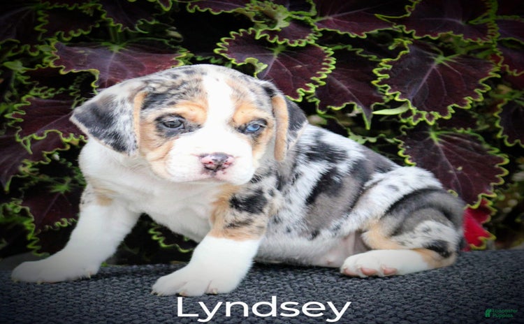 Beabull dogs for sale - Ad 5