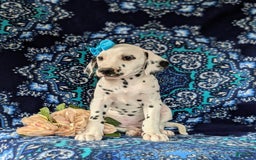 Dalmatian dogs for sale: Katrina - Image 2