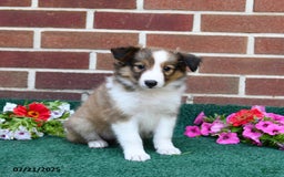 Shetland Sheepdog dogs for sale: Fancy - Image 1