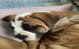 Shar Pei dogs for sale: Titina - Image 2