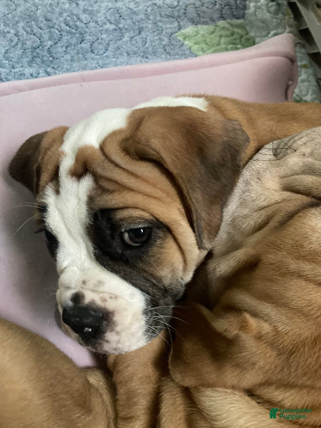 Shar Pei dogs for sale: Titina - Image 2