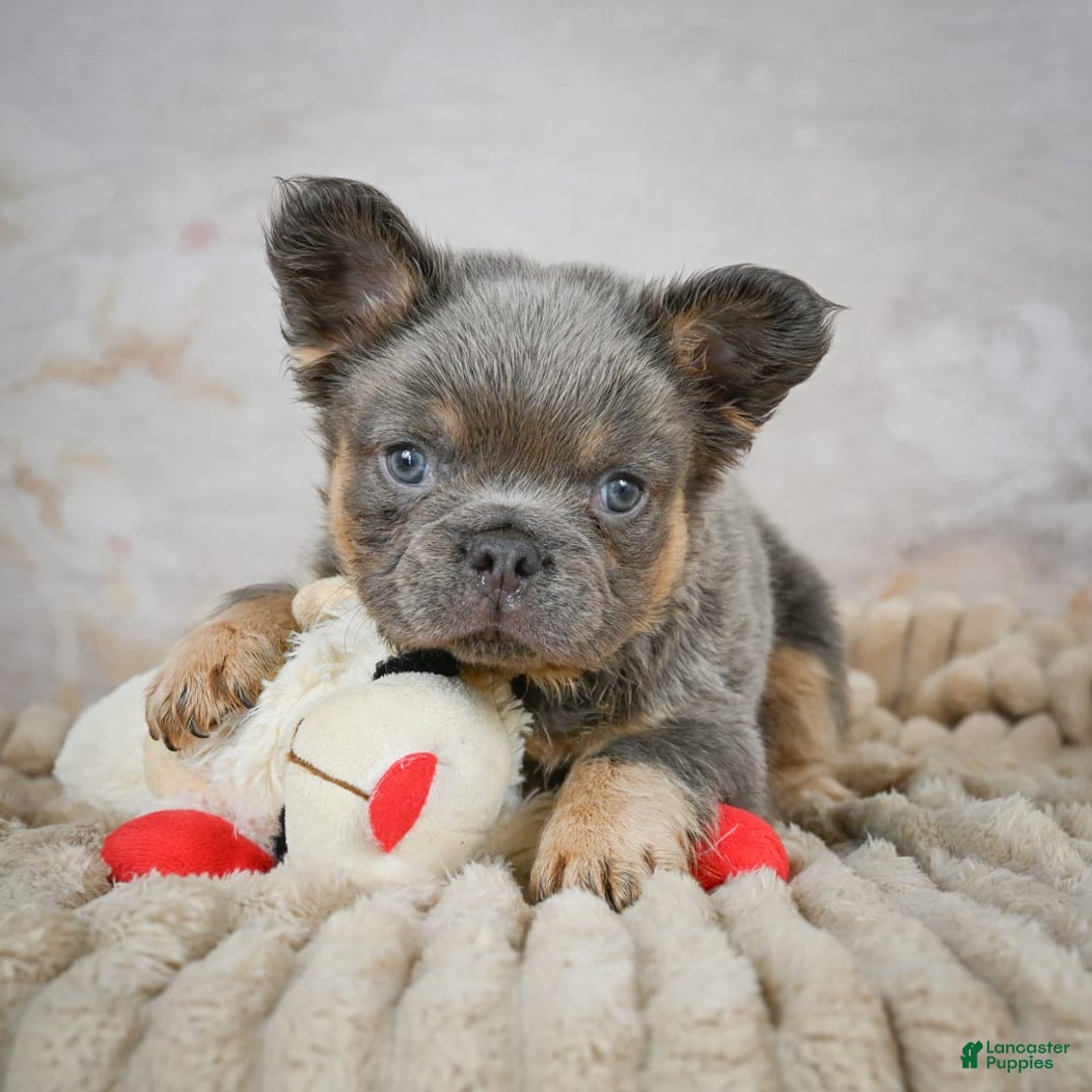 French Bulldog dogs for sale: Bubba - Image 6