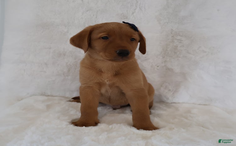 Labrador Retriever dogs for sale - Ad 3
