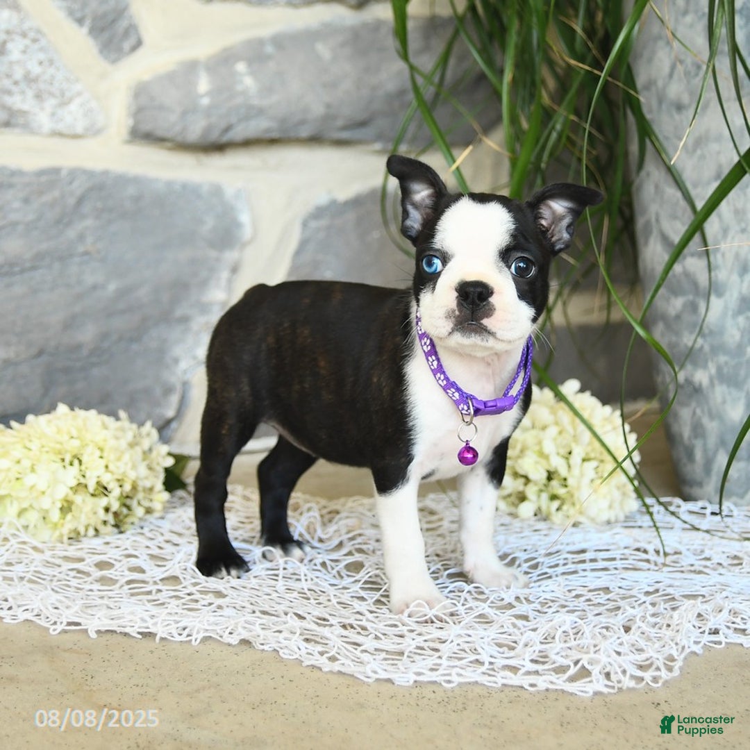 Boston Terrier dogs for sale: Winnie Blue Eye - Image 2