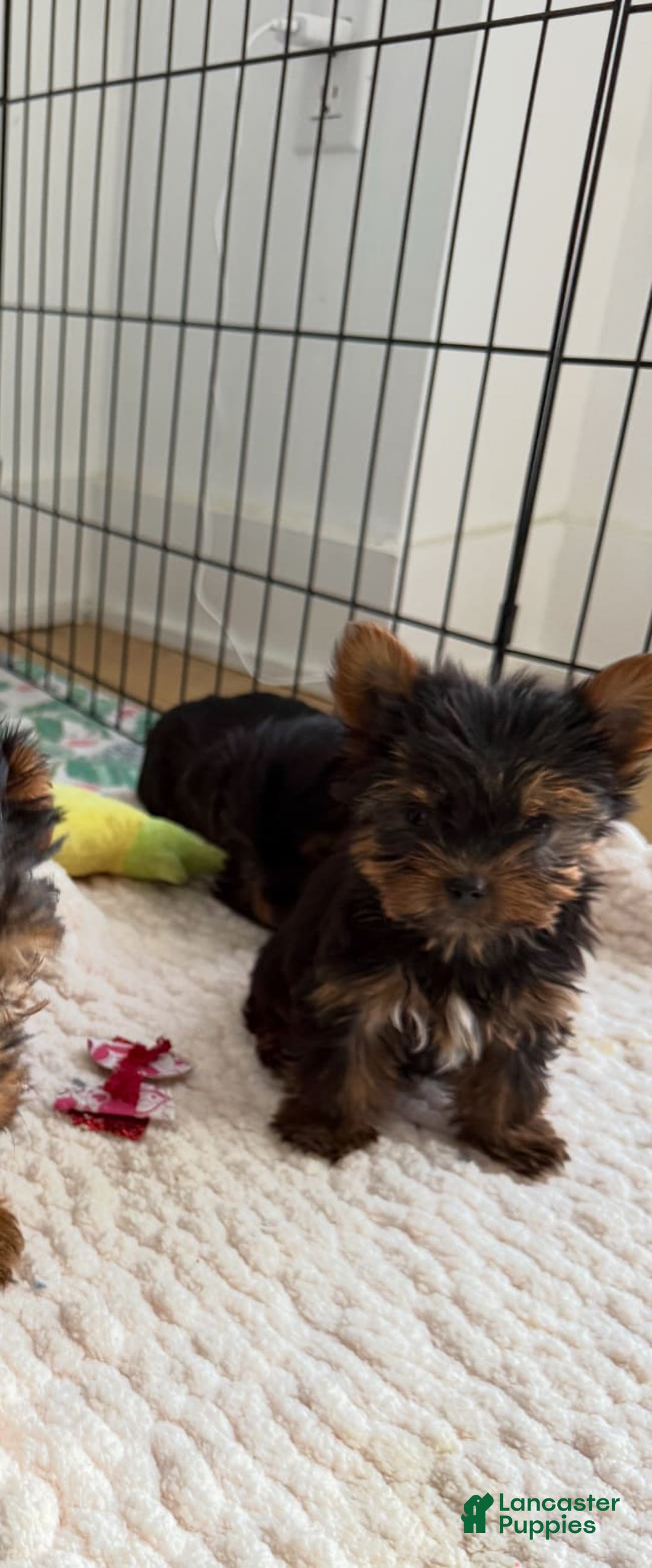 Yorkshire Terrier dogs for sale: Snuggles - Image 5