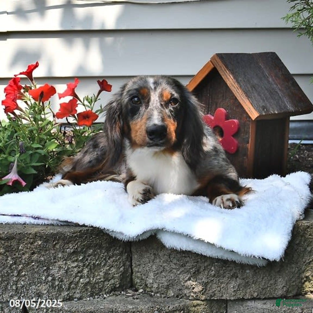 Miniature Dachshund dogs for sale: Musketeer - Special Needs - Image 7