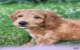 Mini Goldendoodle dogs for sale: Elvis - Image 6