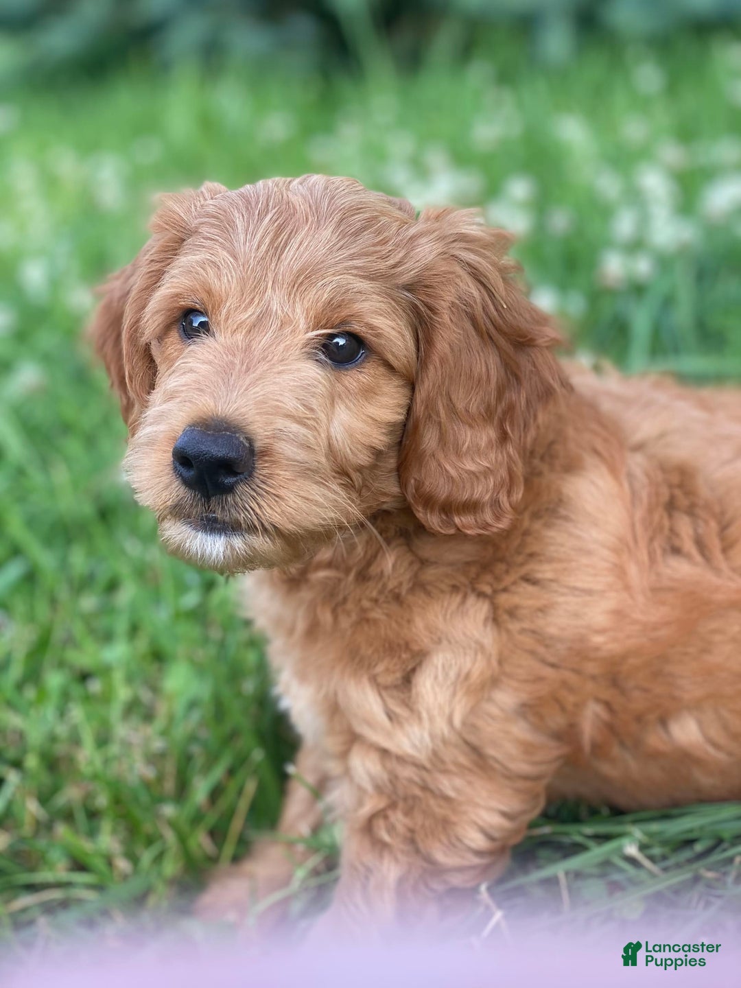 Mini Goldendoodle dogs for sale: Elvis - Image 6