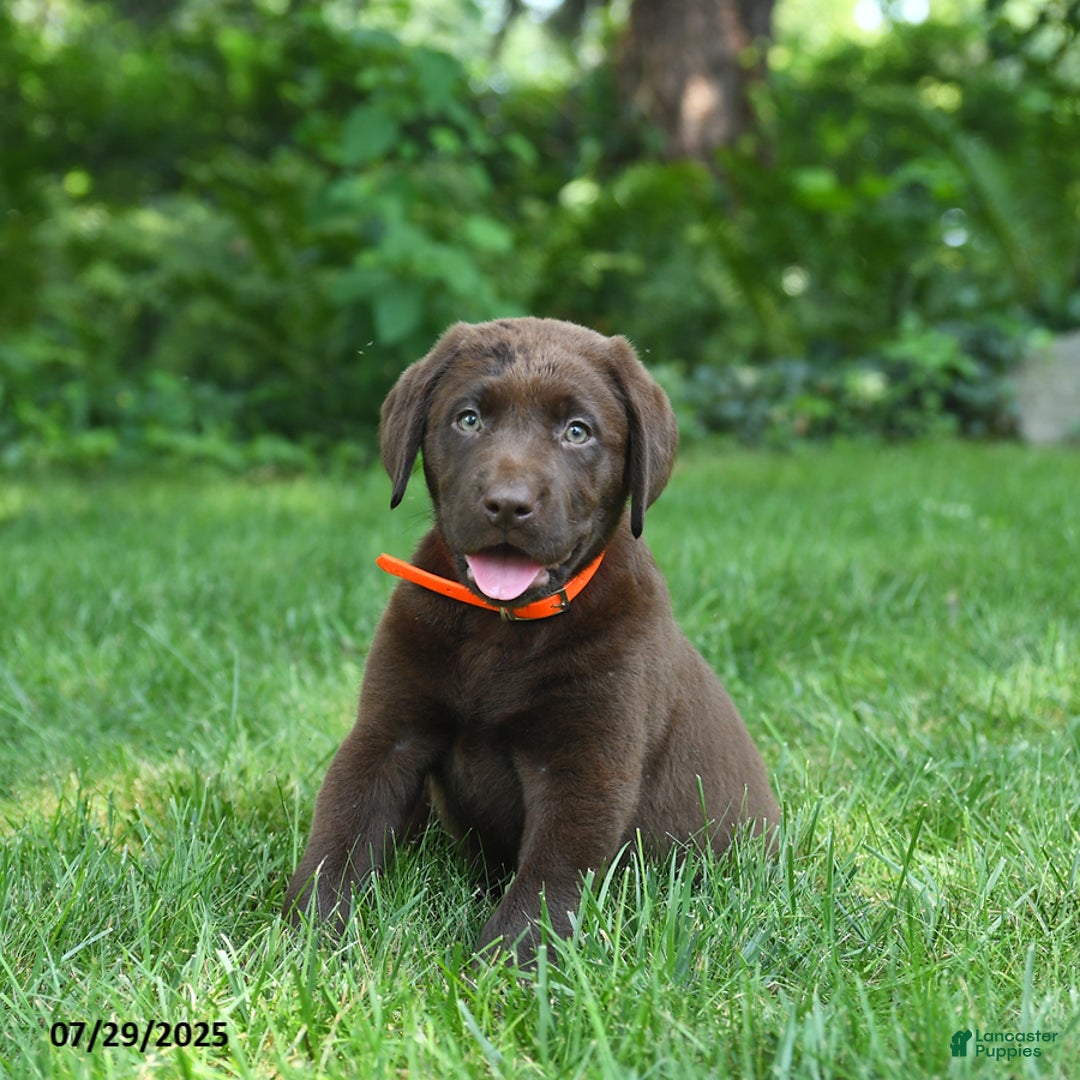 Labrador Retriever dogs for sale: Molly - Image 4