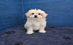 Shihpoo dogs for sale: Cedric - Image 25