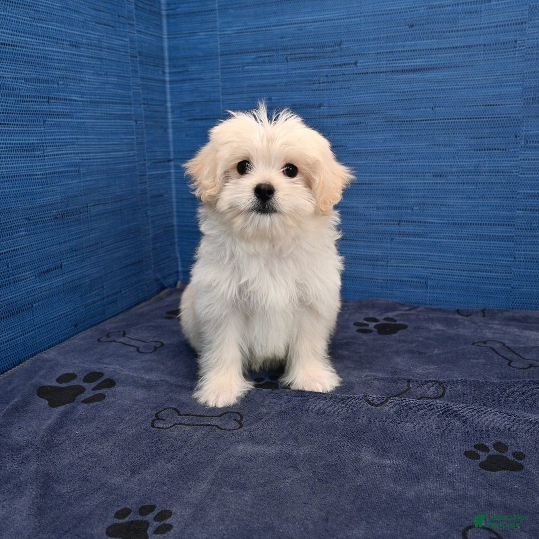 Shihpoo dogs for sale: Cedric - Image 25