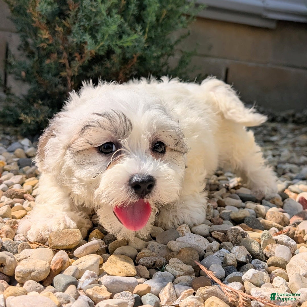 Teddy Bear dogs for sale: Teddy Bear 5 puppies - Image 2