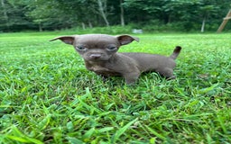 Chihuahua dogs for sale: Genny - Image 3