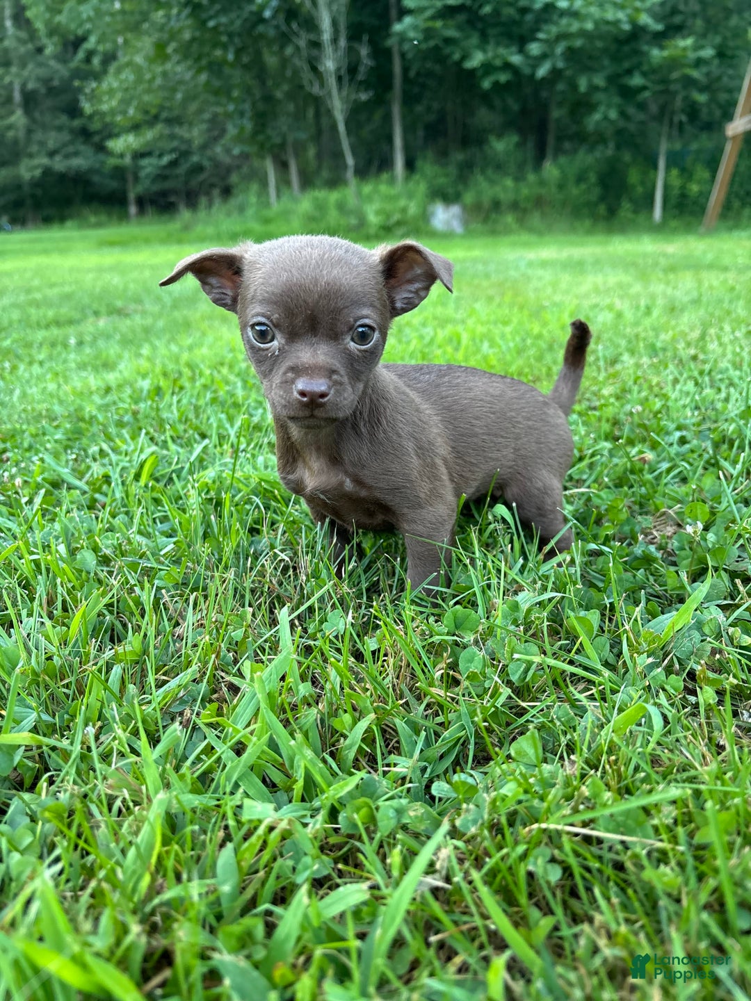 Chihuahua dogs for sale: Genny - Image 3