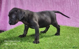 Catahoula Leopard Dog dogs for sale: Gabby 2025 F1 - Image 4