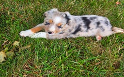 Miniature Australian Shepherd dogs for sale: Angel - Image 1