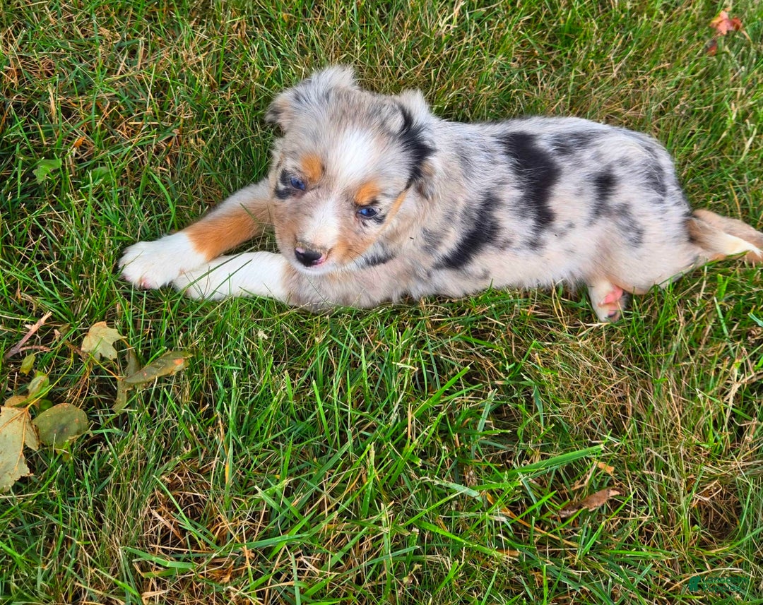 Miniature Australian Shepherd dogs for sale: Angel - Image 1