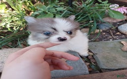 Pomeranian dogs for sale: Hank - Image 6