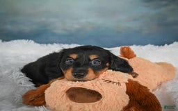 Miniature Dachshund dogs for sale: Mason - Image 5