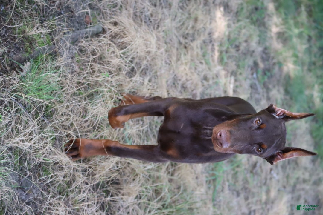 Doberman Pinscher dogs for sale: Atlas - Image 2