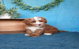 Havanese dogs for sale: Bryson - Image 7