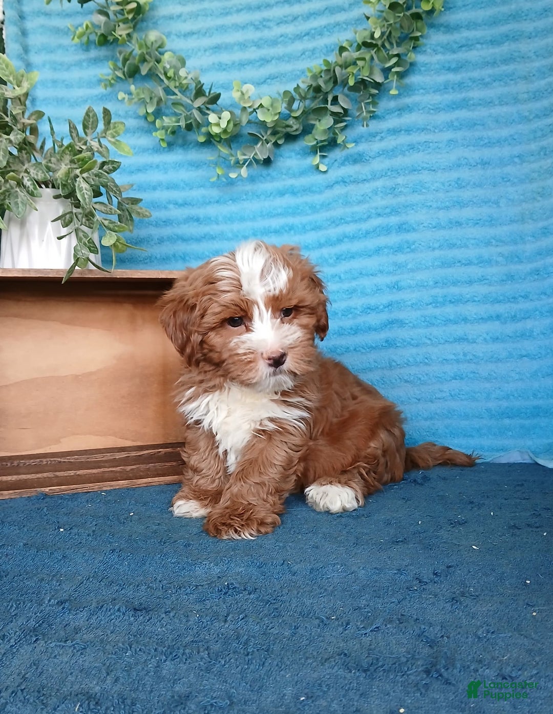 Havanese dogs for sale: Bryson - Image 7