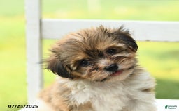 Havanese dogs for sale: Barkley - Image 5