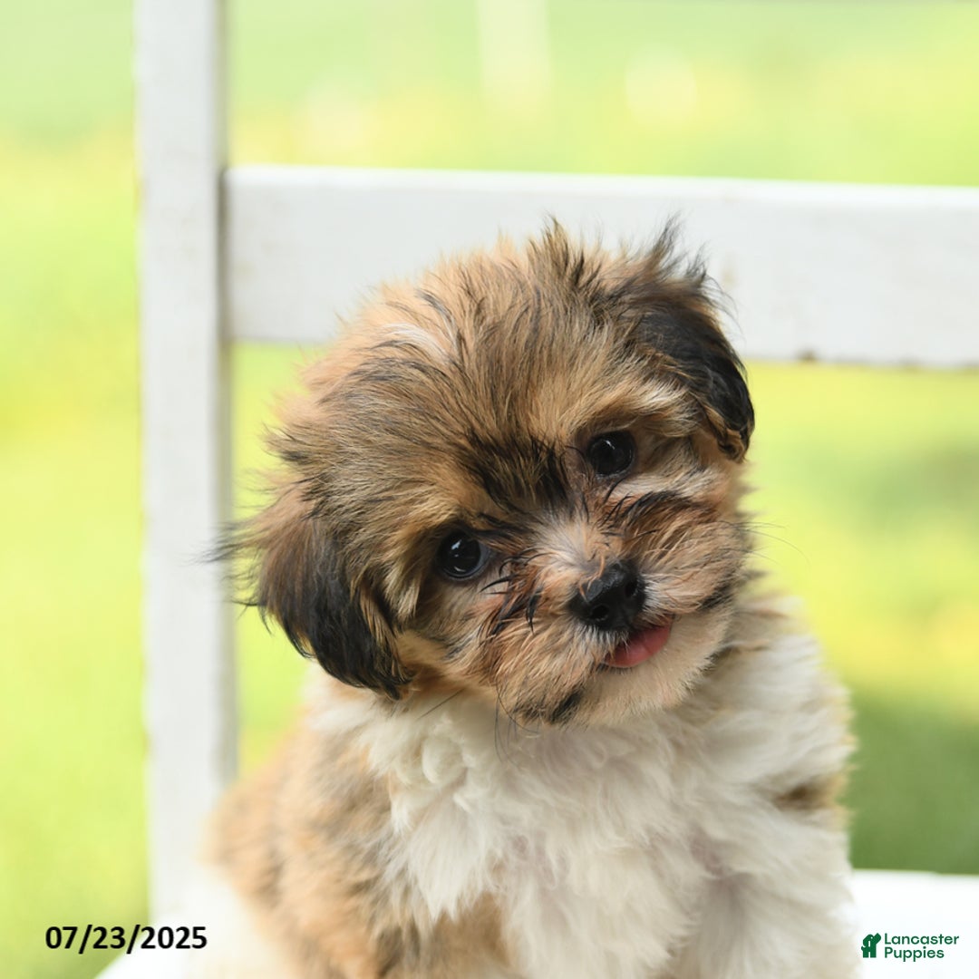 Havanese dogs for sale: Barkley - Image 5