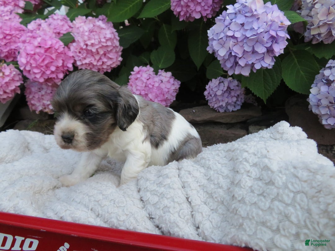 Cocker Spaniel dogs for sale: Zoey - Image 4