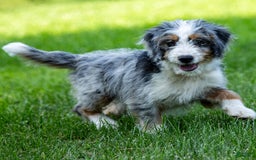 Mini Bernedoodle dogs for sale: Noli - Image 18