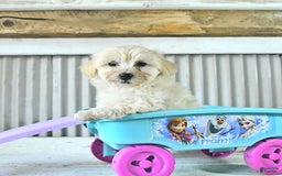 Maltipoo dogs for sale: Maverick - Image 1