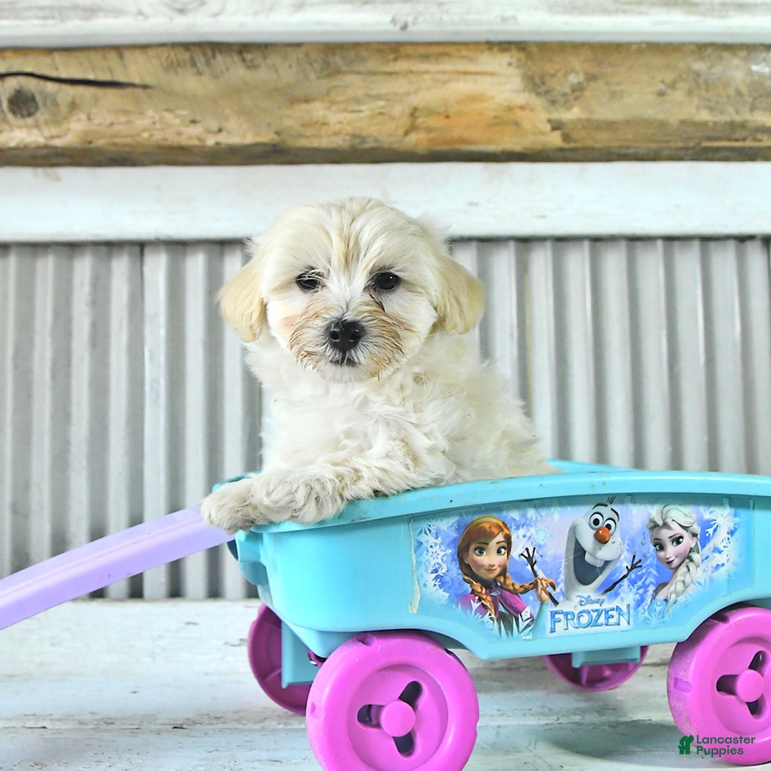 Maltipoo dogs for sale: Maverick - Image 1